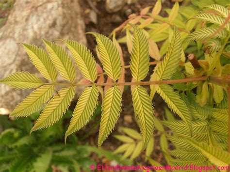 El Jardín De La Alegría Hojas Lisas Suaves Rugosas Dentadas