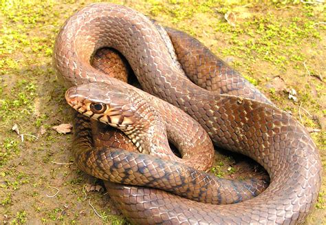 Indian Rat Snake Natures Own Pest Control Roundglass Sustain