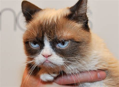 Rip Grumpy Cat Looking Back On Her Best Memes Article Kids News