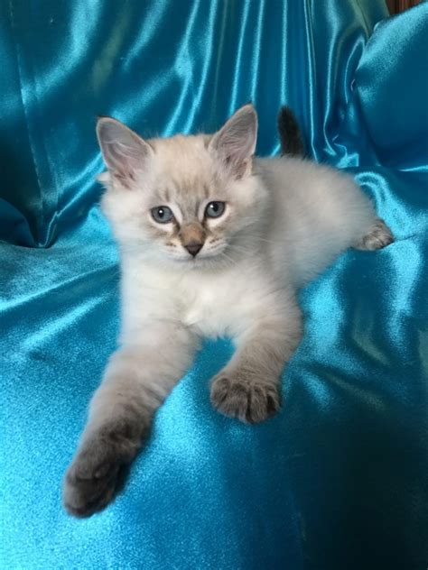 Enter a location to see results close by. Kittens For Sale - Siberian Cats