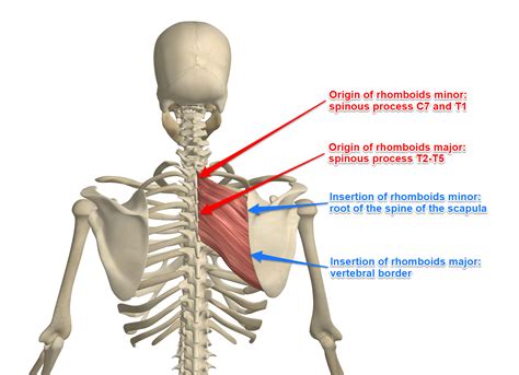 The Rhomboid Muscle On