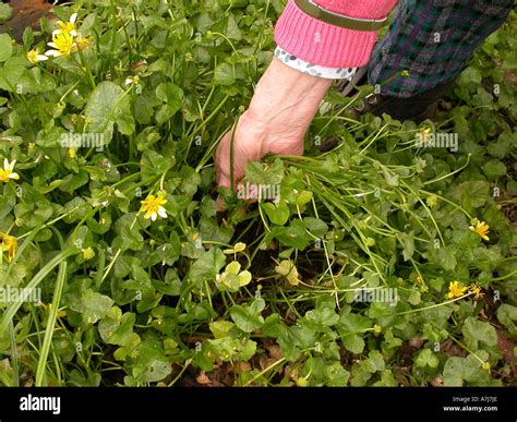 Elderly Woman With Arthritic Hands Weeding In Garden Stock Photo Alamy