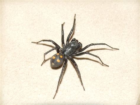 Zodariidaestorena Spotted Ground Spider Male 040065 Flickr