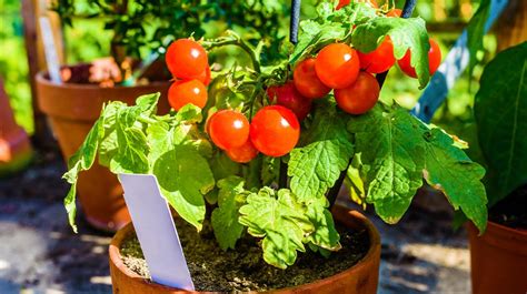 Growing Tomatoes In Pots Indoors 9 Tips Garden Season