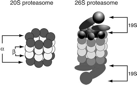 The Development Of Proteasome Inhibitors As Anticancer Drugs Cancer Cell