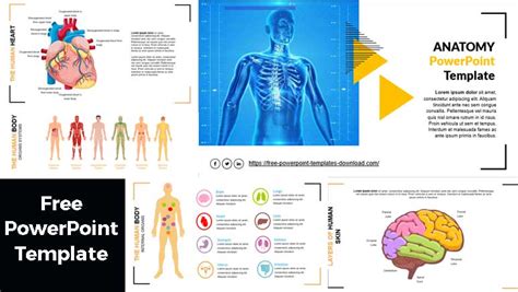 Free Anatomy Powerpoint Templates For Teachers And Students