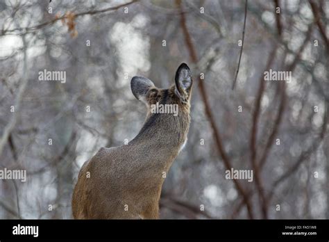 Photo Of A Deer Looking Back To The Forest Stock Photo Alamy