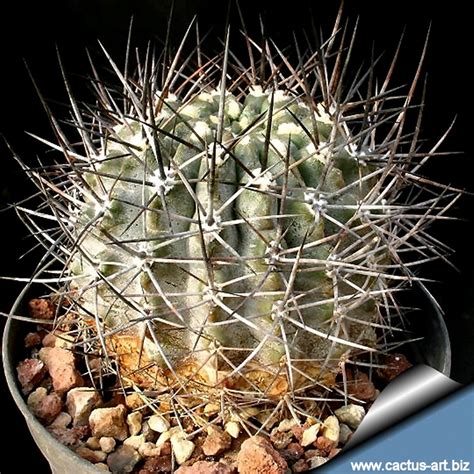 It seems strange to grow cacti in such an extremely humid atmosphere, but it is o.k. Eriosyce curvispina v combarbensis