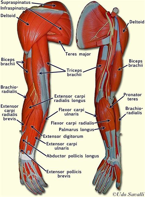 The muscles of your legs are very large compared to the other muscles in your body. The muscles of the arm and hand are specifically designed ...