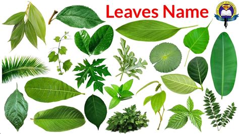 Name Of Leaves Leaves Name In English And Hindi With Pictures