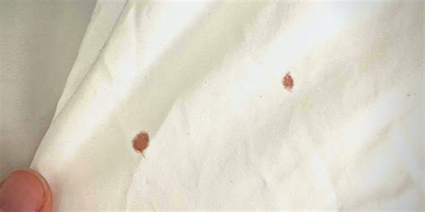 Early Signs Of Bed Bugs And How To Check For Them Bon Accord
