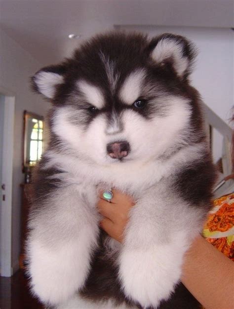Heres The 12 Fluffiest Puppies Who Ever Lived Youre Welcome