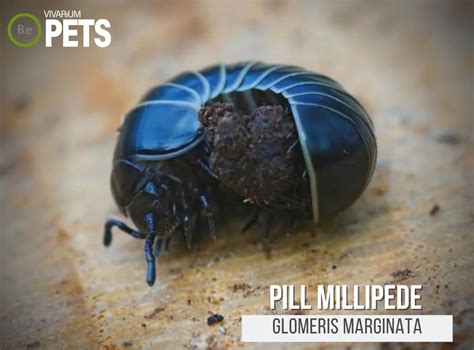Glomeris Marginata Pill Millipede Complete Care Guide
