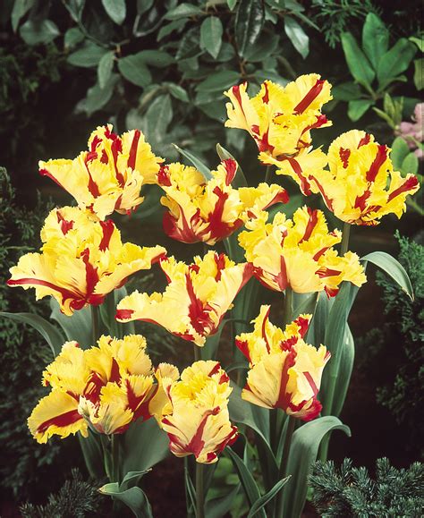 Buy Tulip Flaming Parrot J Parkers Dutch Bulbs