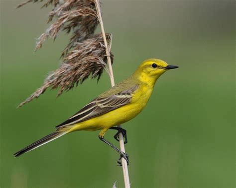 Yellow Wagtail By Nick Appleton Birdguides