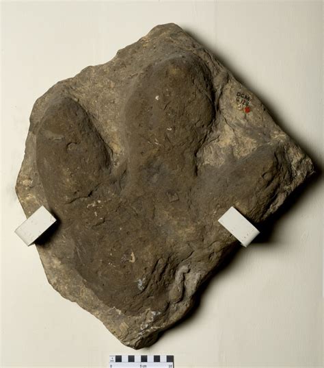 Trace Fossil Footprint Fossil Finder Jurassic Coast Dcm G