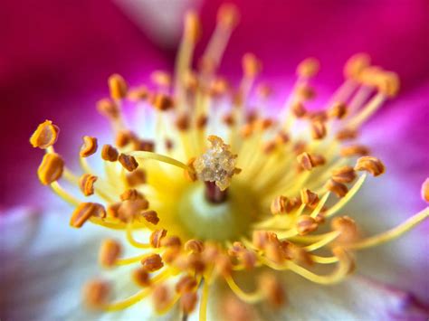 9 Tips For Beautiful Flower Macro Photography On Iphone