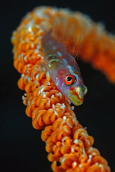 Goby On Whip Coral Underwater Photographer Underwater Life