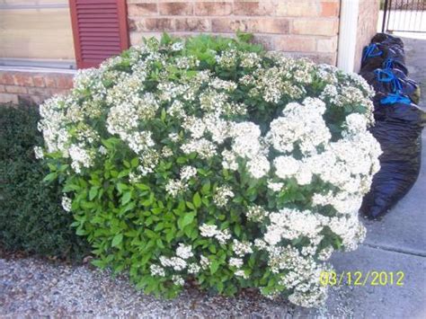 Plumbagos do best in morning sun and afternoon shade and can also although this plant's leaves are quite prickly, the bush can provide a home for birds to nest. Profuse tiny white flowers forming a large cluster on shrub