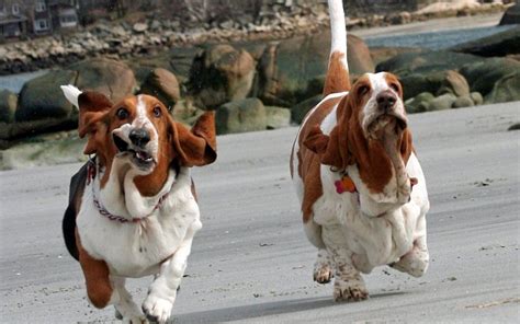 The Basset Hound Lovely And Cute Puppy Information And Facts