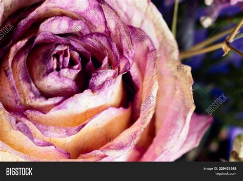 Macro Violet Flower Image And Photo Free Trial Bigstock