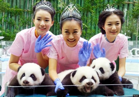 Est100 一些攝影some Photos Giant Panda Triplets 大熊貓三胞胎
