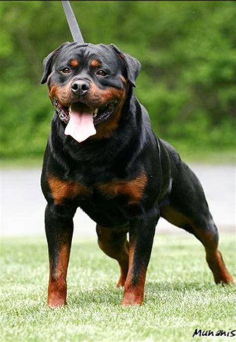 288 Best Images About Rottweiler Puppy On Pinterest
