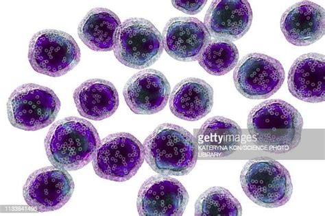 Monocyte Bildbanksfoton Och Bilder Getty Images