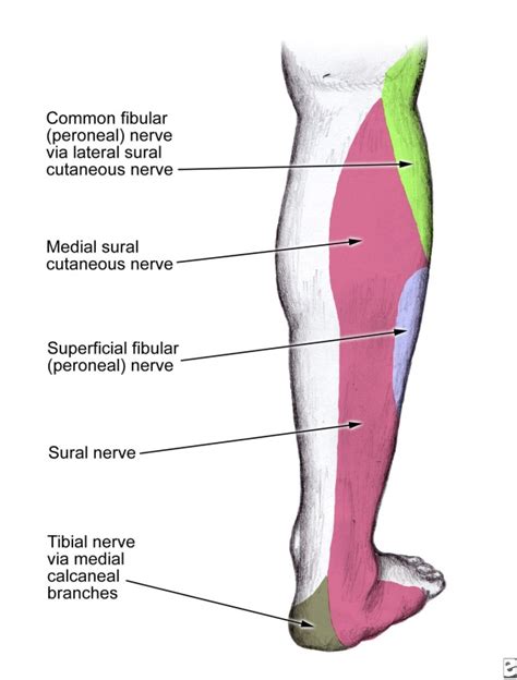 Anatomy Of Sural Nerve