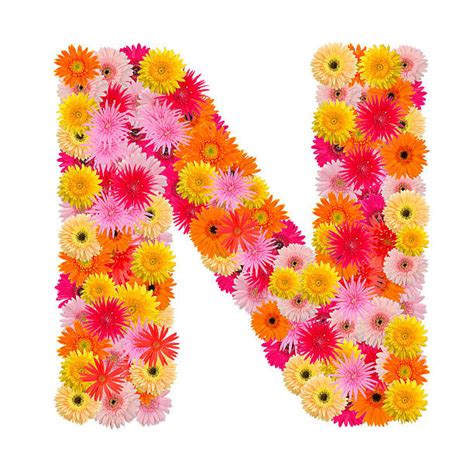 Find the perfect letter n alphabet black & white image. Letter N Flower Alphabet Gerbera Daisy Stock Photos ...