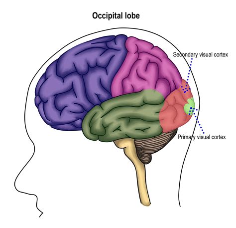 Occipital Lobe Function Location And Structure