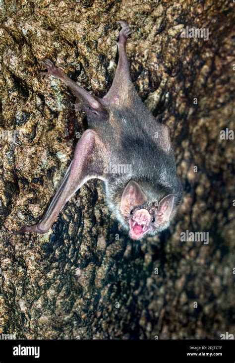 Close Up Common Vampire Bat Desmodus Hi Res Stock Photography And