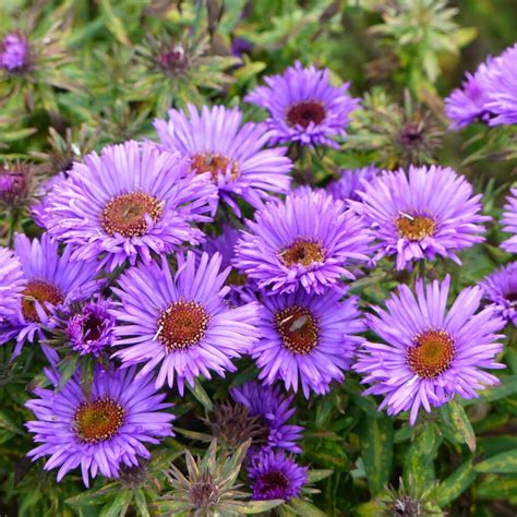 Aster Seeds New England Aster Flower Seed