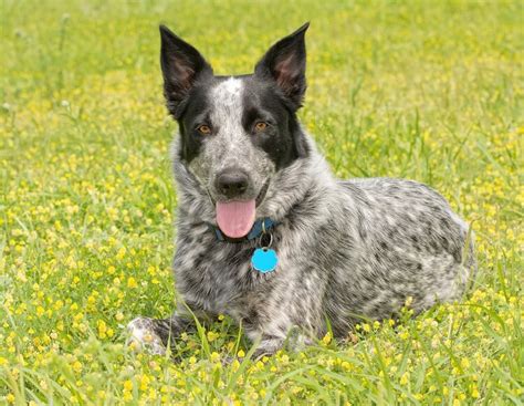 Australian Shepherd Blue Heeler Puppies