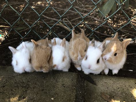 Domestic Rabbit Rabbits For Sale Anaheim Hills Ca 291141