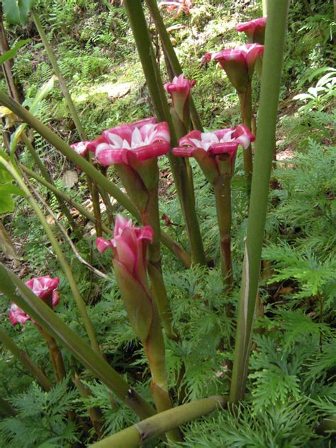 Meaning of name origin of name names meaning names starting with names of origin. Etlingera venusta (Malay Rose) | World of Flowering Plants
