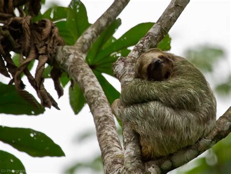 Sleeping Three Toe Sloth Sleeping Three Toe Sloth Arenal Flickr