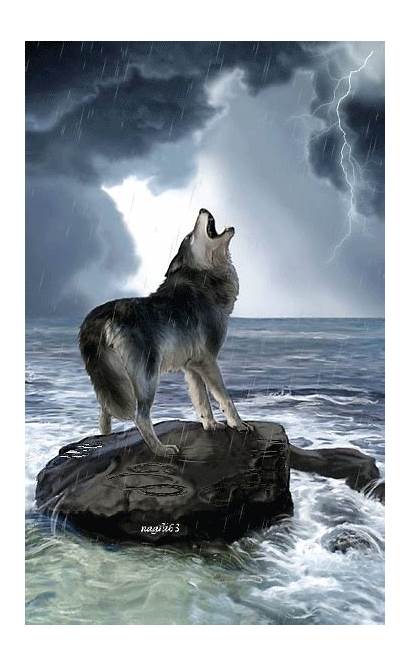 Lobos Lobo Wolf Guardado Desde Aullando Luna