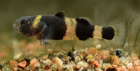 Bumblebee Goby Complete Guide To Care Breeding Tank Size And Disease