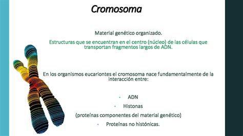 SOLUTION Morfologia Elementos Funcionales De Cromosomas Eucariota