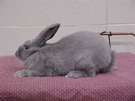 Distance from beveren to other cities. Diary of a Mad Pet Enthusiast: Breed of the Day: Beveren