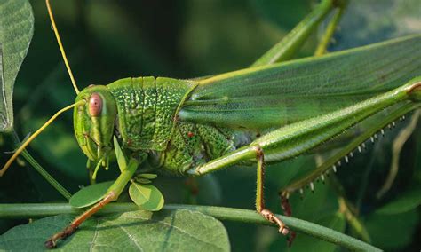 What The Grasshopper Symbolizes Spiritual Meaning In Dreams More Om Your Energy