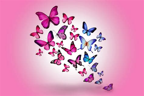 Pink And Blue Butterfly Display Wallpaper Hd Wallpaper Wallpaper Flare