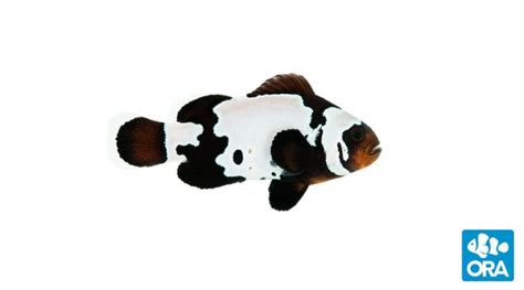 Premium Black Snowflake Clownfish Amphiprion Ocellaris Ora Oceans
