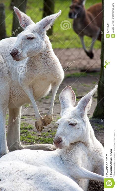 Dos Canguros Del Albino En El Parque De La Fauna Imagen De Archivo