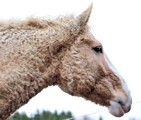 American Bashkir Curly Horse Curly Horse Horses Horse Breeds