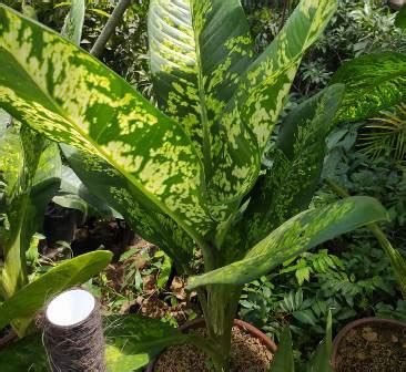 Pohon hutan gugur iklim sedang jenis pohon pengugur daun. Laris Manis, 7 Jenis Bunga Ini Paling Diburu di Makassar ...