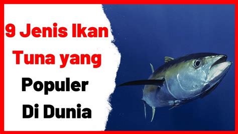 Jenis Jenis Ikan Tuna Di Indonesia Keren