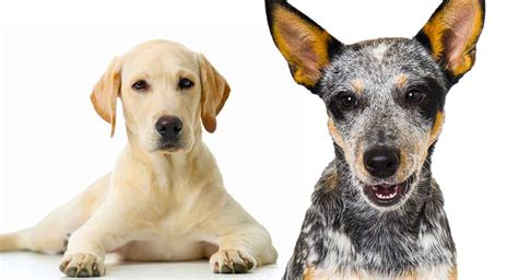 Blue Heeler Lab Mix What To Expect From This Designer Dog