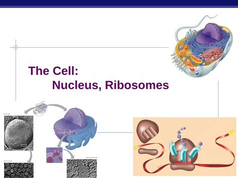PDF Chapter 7 The Cell Nucleus Ribosomesleeapib Weebly Com Uploads
